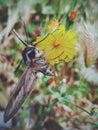 Large and beautiful moth Royalty Free Stock Photo