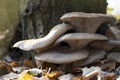 Large beautiful mushrooms Pleurotus ostreatus in the autumn forest