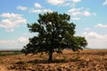 A large beautiful oak tree on a field