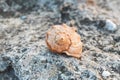 Large beautiful ocean seashell on rocks stone outside in nature, toned instagram filter closeup macro