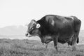 A large beautiful older cow of the breed Swiss Brown Cattle