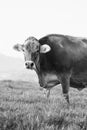 A large beautiful older cow of the breed Swiss Brown Cattle