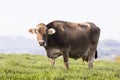 A large beautiful older cow of the breed Swiss Brown Cattle stands in a meadow