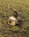 Beautiful real deer male rests on the slope of meadow in autumn