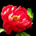 A large beautiful red flower of a tree peony. Royalty Free Stock Photo