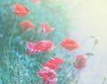 Large beautiful red poppy buds on green background of grass and Royalty Free Stock Photo