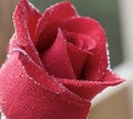 Blooming red rose with rain droplets