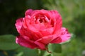 Large beautiful rose on a green background of foliage. The flower is pale red Royalty Free Stock Photo