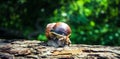 A large beautiful snail makes a leisurely walk along the bark of the old tree.