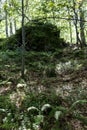 A large, beautiful stone with green moss burned in the woods on the way to the Kozya Stena hut. Royalty Free Stock Photo