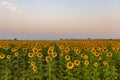 Beautiful sunflower field against the morning sky Royalty Free Stock Photo