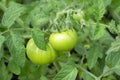 Large, beautiful tomatoes on the bush. Two tomatoes ripen. Green tomato bush in the garden. Tomato bush with fruits. Royalty Free Stock Photo