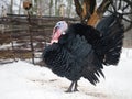 Beautiful Turkey bird walks in the winter in the village