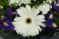 large beautiful white gerbera flower surround by purple irises white daisies carnations and greenery