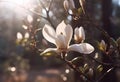 Large, beautiful white magnolia flowers on a garden tree