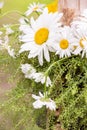 Large beautiful daisies in a festive bouquet close-up
