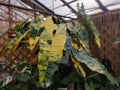 Large and beautiful yellow and green marbled leaves of Philodendron Billietiae Variegated, an expensive tropical houseplant