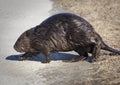 Large Beaver Crossing a Road