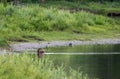 Large Beaver On The Shore Of The Snake River
