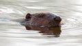a large beaver swims on the lake