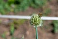 a large bee on a decorative bow flew