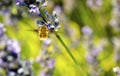 Large bee-fly Bombylius fulvescens