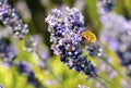 Large bee-fly Bombylius fulvescens