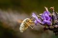 Large bee-fly Bombylius major Royalty Free Stock Photo