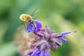 The Large Bee-Fly (Bombylius Major) Royalty Free Stock Photo