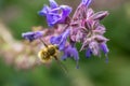 The Large Bee-Fly (Bombylius Major)