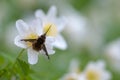 Large Bee-fly Bombylius major Royalty Free Stock Photo