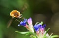 Large Bee Fly Bombylius Major Sucking Nectar