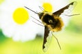Large Bee-fly, Dark-edged bee-fly, Bombylius major Royalty Free Stock Photo