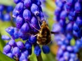 Large bee fly on the grape hyacinth Royalty Free Stock Photo