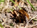 Large bee fly on the ground Royalty Free Stock Photo