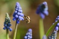 Large Bee Fly Royalty Free Stock Photo