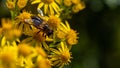 A large bee-like fly sits on a yellow flower, macro. Hover flies, also called flower flies or syrphid flies, family Syrphidae