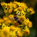 A large bee-like fly sits on a yellow flower, macro. Hover flies, also called flower flies or syrphid flies, insect family