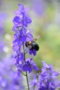 Large Bee Polinating a Purple Delphinium Flower Royalty Free Stock Photo