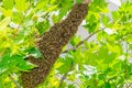 A large bee swarm sits on a branch. A lot of bees clung to a tree. Many insects gathered in one place Royalty Free Stock Photo