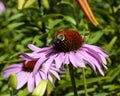 large bee working hard on a coneflower blossom Royalty Free Stock Photo
