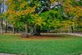 Large Beech tree in autumnal colors in Castle garden of Fulda, Germany Royalty Free Stock Photo