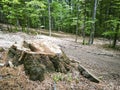 Large beech tree trunk in Romania`s forests Royalty Free Stock Photo