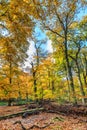 Forest with large beech trees, Fagus sylvatica, during autumn in beautiful warm autumn colours Royalty Free Stock Photo