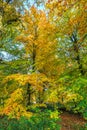 Forest with large beech trees, Fagus sylvatica, during autumn in beautiful warm autumn colours Royalty Free Stock Photo