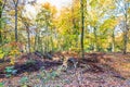 Forest with large beech trees, Fagus sylvatica, during autumn in beautiful warm autumn colours Royalty Free Stock Photo