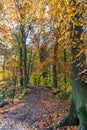 Forest with large beech trees, Fagus sylvatica, during autumn in beautiful warm autumn colours Royalty Free Stock Photo