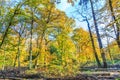 Forest with large beech trees, Fagus sylvatica, during autumn in beautiful warm autumn colours Royalty Free Stock Photo