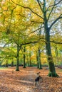 Forest with large beech trees, Fagus sylvatica, during autumn in beautiful warm autumn colours Royalty Free Stock Photo