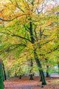 Forest with large beech trees, Fagus sylvatica, during autumn in beautiful warm autumn colours Royalty Free Stock Photo